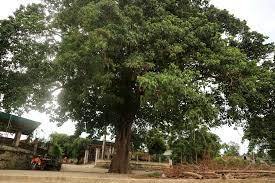 cây Ngô đồng Yên Phú
