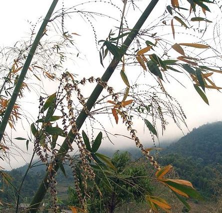 NHƯ TRE NỞ HOA